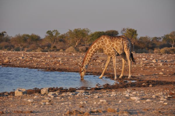 Girafe Giraffe Giraffe camelopardalis